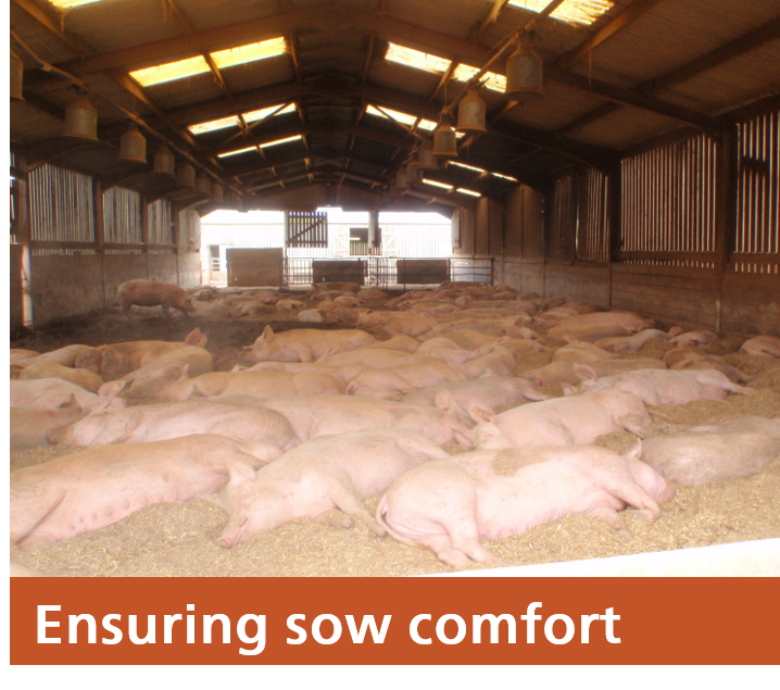Alltech Pig Knowledge Hub Dry Sow